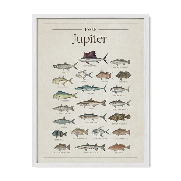 Fish of Jupiter poster with white frame featuring illustrated Florida saltwater fish species including Atlantic sailfish, tarpon, mahi mahi, wahoo, blackfin tuna, king mackerel, cobia, goliath grouper, snook, and barracuda. Vintage Florida fish identification print and coastal wall art for anglers and fishing enthusiasts.