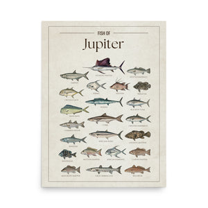 Fish of Jupiter poster featuring illustrated Florida saltwater fish species including Atlantic sailfish, tarpon, mahi mahi, wahoo, blackfin tuna, king mackerel, cobia, goliath grouper, snook, and barracuda. Vintage Florida fish identification print and coastal wall art for anglers and fishing enthusiasts.