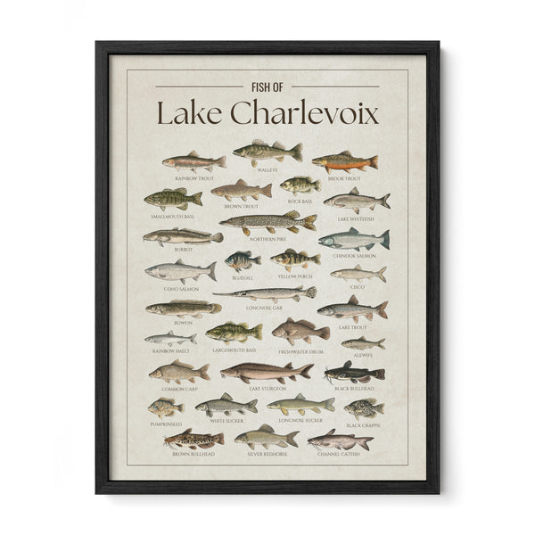 Fish of Lake Charlevoix poster with Black Frame featuring illustrated fish species found in Lake Charlevoix, Michigan, including walleye, lake trout, northern pike, smallmouth bass, yellow perch, Chinook salmon, lake sturgeon, and rainbow trout. Vintage fish identification print and lake house wall art for anglers and fishing enthusiasts.