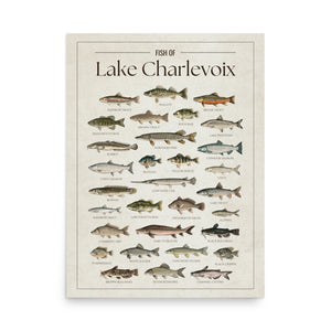 Fish of Lake Charlevoix poster featuring illustrated fish species found in Lake Charlevoix, Michigan, including walleye, lake trout, northern pike, smallmouth bass, yellow perch, Chinook salmon, lake sturgeon, and rainbow trout. Vintage fish identification print and lake house wall art for anglers and fishing enthusiasts.