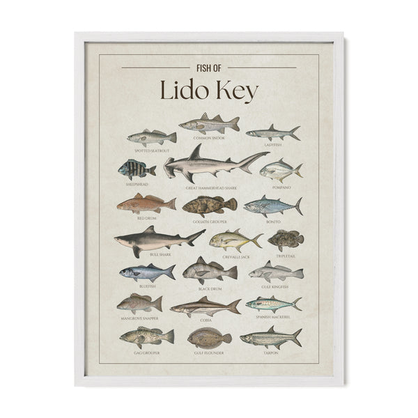 Fish of Lido Key poster with white frame featuring illustrated Florida Gulf Coast fish species including tarpon, snook, spotted seatrout, red drum, cobia, Spanish mackerel, goliath grouper, gag grouper, pompano, hammerhead shark, and bull shark. Vintage Florida fish identification print and coastal wall art for anglers and fishing enthusiasts.