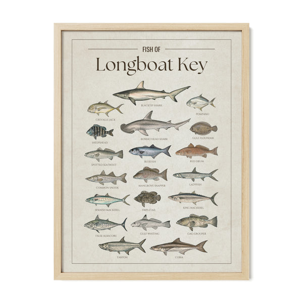 Fish of Longboat Key poster with natural frame featuring illustrated Florida Gulf Coast fish species including tarpon, common snook, red drum, cobia, king mackerel, Spanish mackerel, gag grouper, spotted seatrout, blacktip shark, bonnethead shark, pompano, and sheepshead. Vintage Florida fish identification print and coastal wall art for anglers and fishing enthusiasts.
