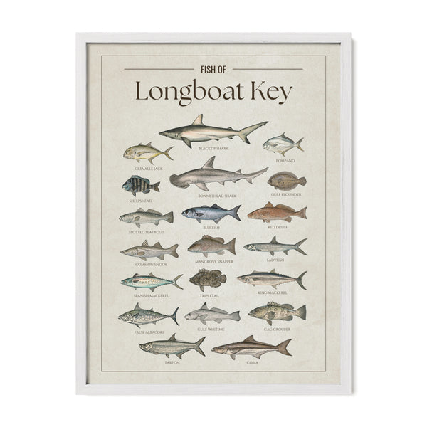 Fish of Longboat Key poster with white frame featuring illustrated Florida Gulf Coast fish species including tarpon, common snook, red drum, cobia, king mackerel, Spanish mackerel, gag grouper, spotted seatrout, blacktip shark, bonnethead shark, pompano, and sheepshead. Vintage Florida fish identification print and coastal wall art for anglers and fishing enthusiasts.