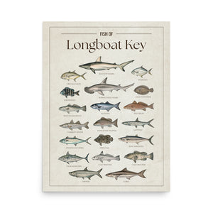 Fish of Longboat Key poster featuring illustrated Florida Gulf Coast fish species including tarpon, common snook, red drum, cobia, king mackerel, Spanish mackerel, gag grouper, spotted seatrout, blacktip shark, bonnethead shark, pompano, and sheepshead. Vintage Florida fish identification print and coastal wall art for anglers and fishing enthusiasts.