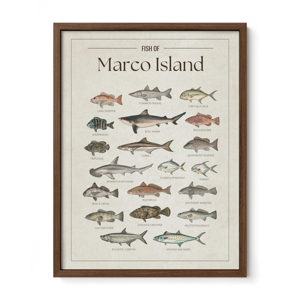 Fish of Marco Island poster with walnut frame featuring illustrated Florida Gulf Coast fish species including tarpon, common snook, cobia, red drum, red grouper, gag grouper, goliath grouper, Spanish mackerel, spotted seatrout, Florida pompano, permit, and bull shark. Vintage Florida fish identification print and coastal wall art for anglers and fishing enthusiasts.
