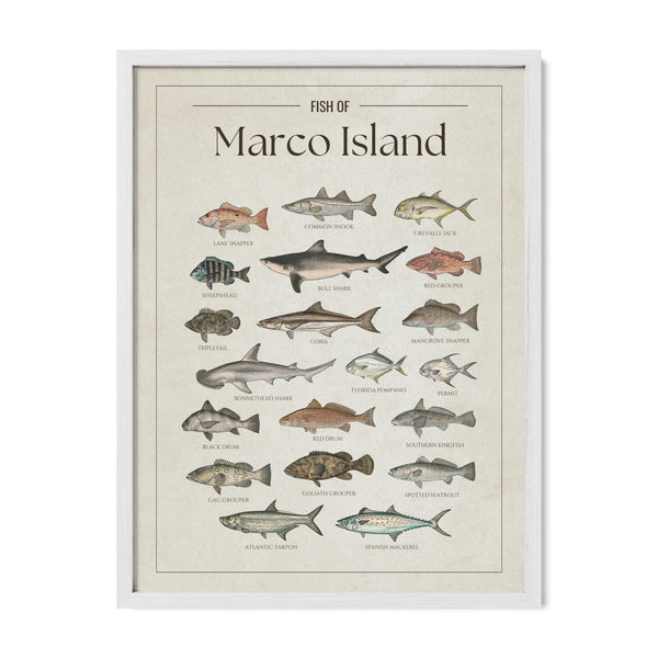 Fish of Marco Island poster with white frame featuring illustrated Florida Gulf Coast fish species including tarpon, common snook, cobia, red drum, red grouper, gag grouper, goliath grouper, Spanish mackerel, spotted seatrout, Florida pompano, permit, and bull shark. Vintage Florida fish identification print and coastal wall art for anglers and fishing enthusiasts.