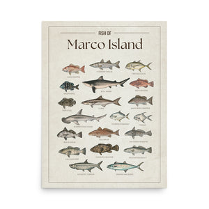 Fish of Marco Island poster featuring illustrated Florida Gulf Coast fish species including tarpon, common snook, cobia, red drum, red grouper, gag grouper, goliath grouper, Spanish mackerel, spotted seatrout, Florida pompano, permit, and bull shark. Vintage Florida fish identification print and coastal wall art for anglers and fishing enthusiasts.