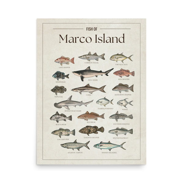 Fish of Marco Island poster featuring illustrated Florida Gulf Coast fish species including tarpon, common snook, cobia, red drum, red grouper, gag grouper, goliath grouper, Spanish mackerel, spotted seatrout, Florida pompano, permit, and bull shark. Vintage Florida fish identification print and coastal wall art for anglers and fishing enthusiasts.