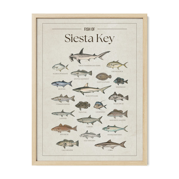 Fish of Siesta Key poster with  natural frame featuring illustrated Florida Gulf Coast fish species including tarpon, common snook, spotted seatrout, red drum, cobia, Spanish mackerel, gag grouper, Florida pompano, blacktip shark, hammerhead shark, sheepshead, and mangrove snapper. Vintage Florida fish identification print and coastal wall art for anglers and fishing enthusiasts.