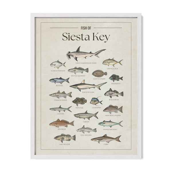 Fish of Siesta Key poster with white frame featuring illustrated Florida Gulf Coast fish species including tarpon, common snook, spotted seatrout, red drum, cobia, Spanish mackerel, gag grouper, Florida pompano, blacktip shark, hammerhead shark, sheepshead, and mangrove snapper. Vintage Florida fish identification print and coastal wall art for anglers and fishing enthusiasts.