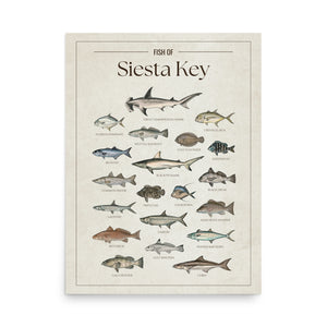 Fish of Siesta Key poster featuring illustrated Florida Gulf Coast fish species including tarpon, common snook, spotted seatrout, red drum, cobia, Spanish mackerel, gag grouper, Florida pompano, blacktip shark, hammerhead shark, sheepshead, and mangrove snapper. Vintage Florida fish identification print and coastal wall art for anglers and fishing enthusiasts.