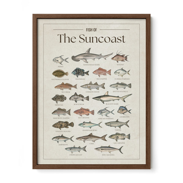 Fish of the Suncoast poster with walnut frame featuring illustrated Florida Gulf Coast fish species including tarpon, snook, red snapper, red drum, spotted seatrout, king mackerel, Spanish mackerel, cobia, goliath grouper, and blacktip shark. Vintage Florida fish identification print and coastal wall art for anglers and fishing enthusiasts."