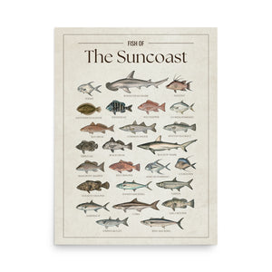 Fish of the Suncoast poster featuring illustrated Florida Gulf Coast fish species including tarpon, snook, red snapper, red drum, spotted seatrout, king mackerel, Spanish mackerel, cobia, goliath grouper, and blacktip shark. Vintage Florida fish identification print and coastal wall art for anglers and fishing enthusiasts.